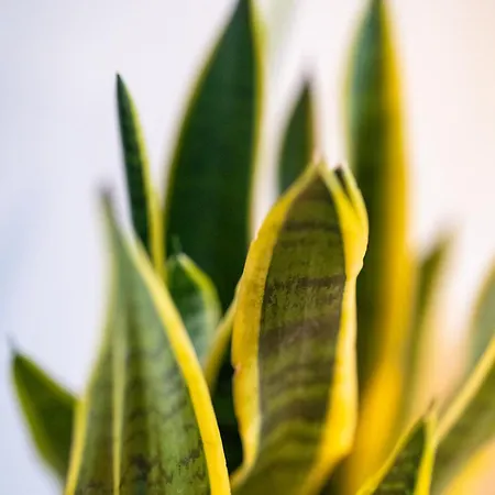 דירה Lyc Designer Studio, Prenzlauer Berg, Up To 4 Ppl *